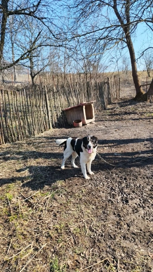 Ciobănesc Asia Centrală pentru animale  - imagine 2