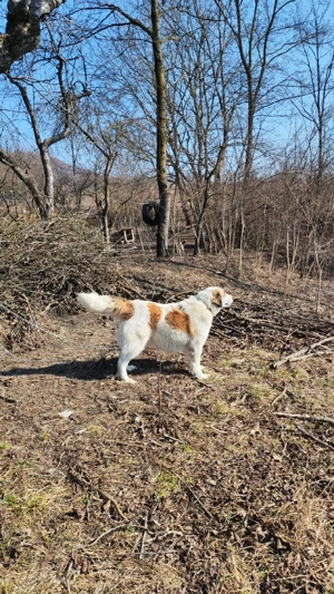 Ciobănesc pentru animale  - imagine 2