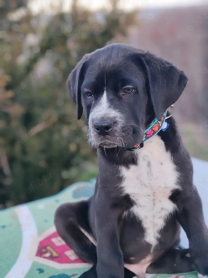 Cane corso disponibile 