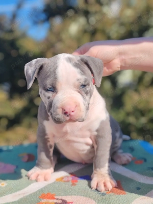 America Bully  - imagine 2