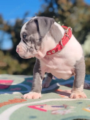 America Bully  - imagine 5