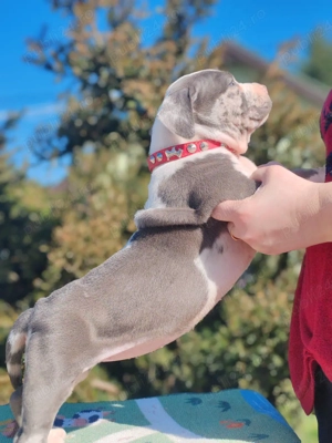 America Bully  - imagine 3