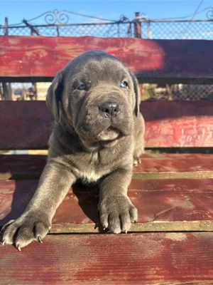Catei cane corso - imagine 2