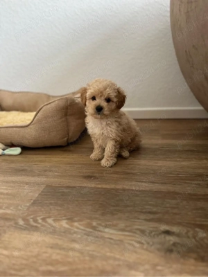 băiețel maltipoo  - imagine 2