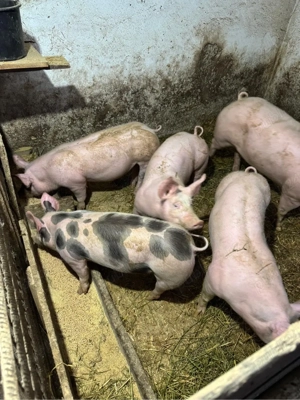 purcei de vanzare - imagine 2