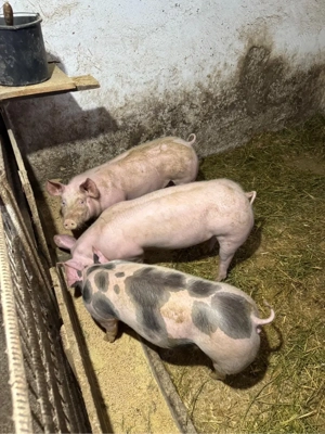 purcei de vanzare - imagine 4