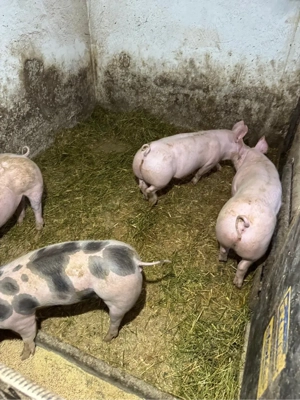 purcei de vanzare - imagine 3