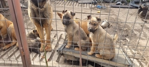 Catei malinois de vanzare - imagine 3