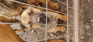 Catei malinois de vanzare - imagine 2