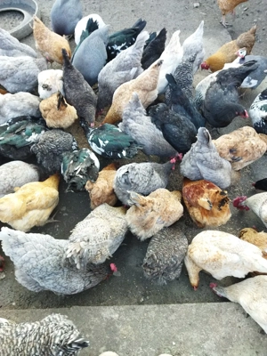 de vânzare găini ouătoare... - imagine 3