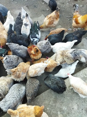 de vânzare găini ouătoare... - imagine 2