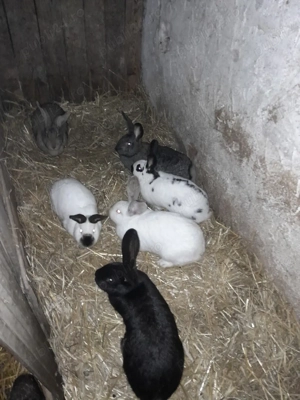 păsări bio sacrificare  - imagine 3