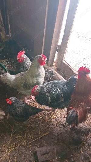 păsări bio sacrificare  - imagine 2