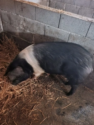 Purcea Bazna pentru reproductie 