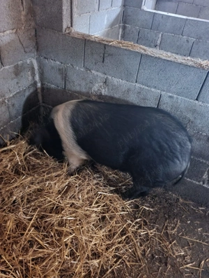 Purcea Bazna pentru reproductie  - imagine 2