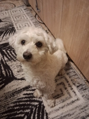 Bichon maltez 