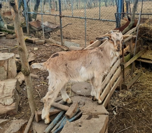 De vanzare o capra si 2 ieduțe - imagine 2