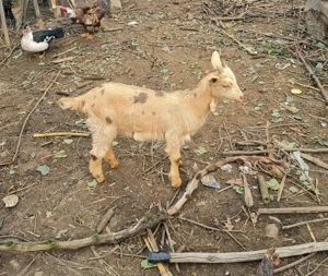 De vanzare o capra si 2 ieduțe - imagine 3