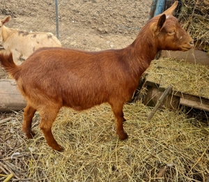 De vanzare o capra si 2 ieduțe - imagine 4