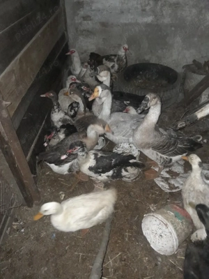 păsări bio sacrificare  - imagine 4