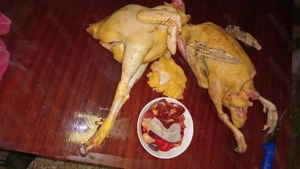 păsări bio sacrificare 