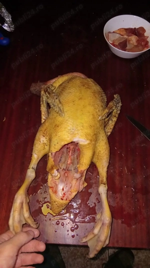 păsări bio sacrificare  - imagine 5