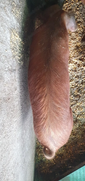 Porc Duroc (50 kg),700 roni 1 - imagine 2