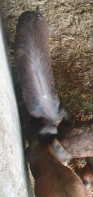 Porc Duroc (50 kg),700 roni 1 - imagine 3
