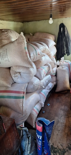 Vand porumb de anu asta 