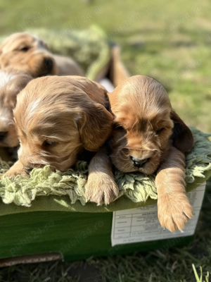 Cățeluși Cocker Spaniel  - imagine 2