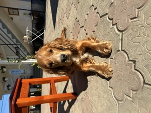 Cățeluși Cocker Spaniel  - imagine 5