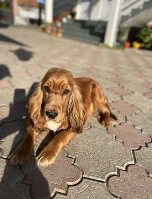 Cățeluși Cocker Spaniel  - imagine 4