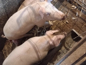 Vând porci crescuți în gospodărie proprie - imagine 2