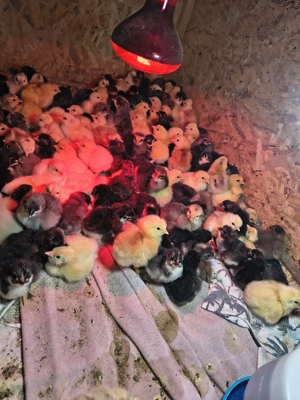 Vand pui de casa  - imagine 5