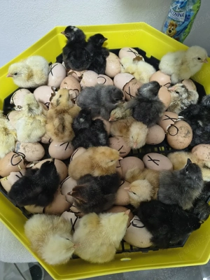 Vand pui de casa  - imagine 4