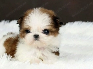 Shih tzu băiețel 1200 lei - imagine 3