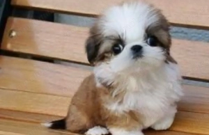Shih tzu băiețel 1200 lei - imagine 4