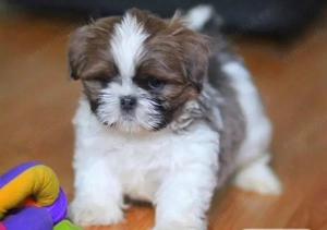 Shih tzu băiețel 1200 lei - imagine 5