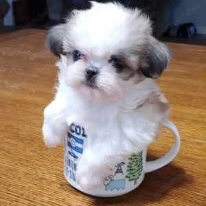 Shih tzu 1200 lei mini