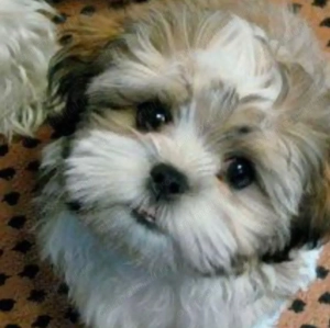 Shih tzu băiețel 1200 lei