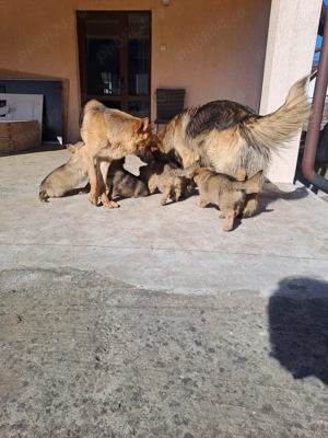 Căței Ciobănesc German - imagine 2