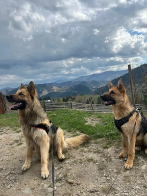 Căței Ciobănesc German - imagine 4