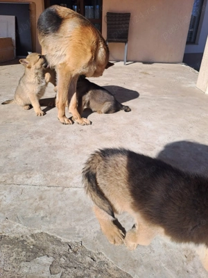 Căței Ciobănesc German - imagine 3