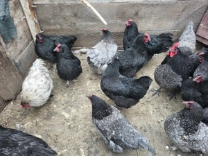 Gaini puici australorp