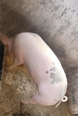 Porc de carne - imagine 4