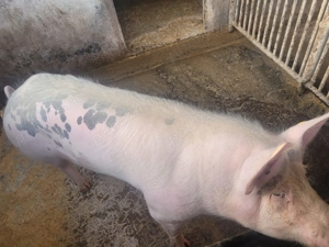 Porc de carne - imagine 2