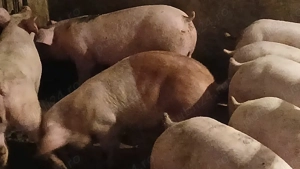 soldani porci pik original 45-60 kg - imagine 10