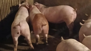 soldani porci pik original 45-60 kg - imagine 8