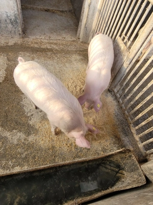 Vând purcei 16  săptămâni