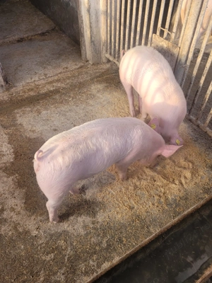 Vând purcei 16  săptămâni - imagine 2